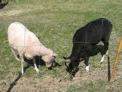 lampaat