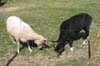 lampaat