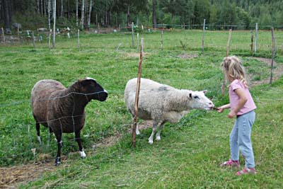 tyttö ja lampaat