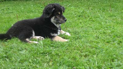 pentu